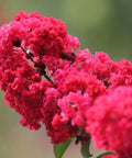 Crape Myrtle Radiant Red - Bird of ParadiseUSA - 3-4 feet