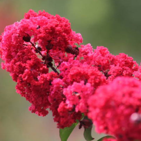 Crape Myrtle Radiant Red - Bird of ParadiseUSA - 3-4 feet
