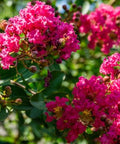 Crape Myrtle Tuscarora Pink Standard (Lagerstroemia indica) - Bird of ParadiseUSA - 3-4 feet