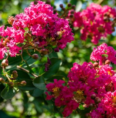 Crape Myrtle Tuscarora Pink Standard (Lagerstroemia indica) - Bird of ParadiseUSA - 3-4 feet