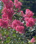 Crape Myrtle Tuscarora Pink Standard (Lagerstroemia indica) - Bird of ParadiseUSA - 3-4 Feet
