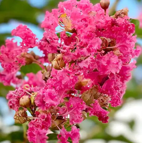 Crape Myrtle Tuscarora Pink Standard (Lagerstroemia indica) - Bird of ParadiseUSA - 3-4 feet