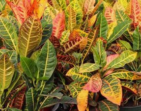 Croton AFD-5 (Codiaeum variegatum) - Bird of ParadiseUSA - Medium 14-16"