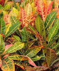 Croton AFD-5 (Codiaeum variegatum) - Bird of ParadiseUSA - Medium 14-16"