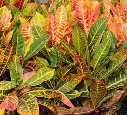 Croton AFD-5 (Codiaeum variegatum) - Bird of ParadiseUSA - Medium 14-16"