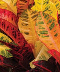 Croton AFD-5 (Codiaeum variegatum) - Bird of ParadiseUSA - Medium 14-16"