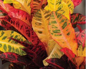 Croton AFD-5 (Codiaeum variegatum) - Bird of ParadiseUSA - Medium 14-16"