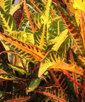 Croton AFD-5 (Codiaeum variegatum) - Bird of ParadiseUSA - Medium 14-16"