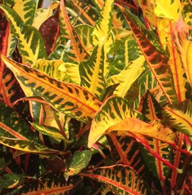 Croton AFD-5 (Codiaeum variegatum) - Bird of ParadiseUSA - Medium 14-16"