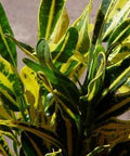Croton Banana Yellow (Codiaeum variegatum) - Bird of ParadiseUSA - Medium 14-16"