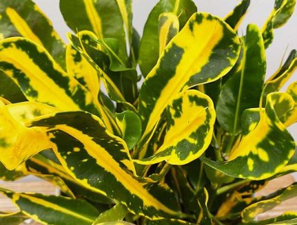 Croton Banana Yellow (Codiaeum variegatum) - Bird of ParadiseUSA - Medium 14-16"
