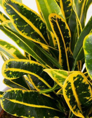 Croton Banana Yellow (Codiaeum variegatum) - Bird of ParadiseUSA - Medium 14-16"