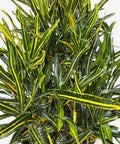 Croton Banana Yellow (Codiaeum variegatum) - Bird of ParadiseUSA - Medium 14-16"