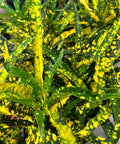 Croton Eleanor Roosevelt (Sloppy Painter) (Codiaeum variegatum) - Bird of ParadiseUSA - Extra Large 30-40"