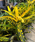 Croton Eleanor Roosevelt (Sloppy Painter) (Codiaeum variegatum) - Bird of ParadiseUSA - Grower's Pick 7 Gallon