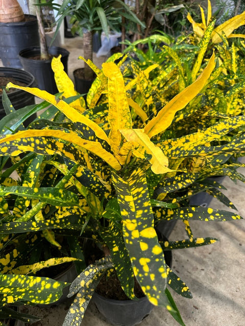 Croton Eleanor Roosevelt (Sloppy Painter) (Codiaeum variegatum) - Bird of ParadiseUSA - Grower's Pick 7 Gallon