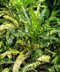 Croton Eleanor Roosevelt (Sloppy Painter) (Codiaeum variegatum) - Bird of ParadiseUSA - Medium 14-16"