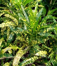 Croton Eleanor Roosevelt (Sloppy Painter) (Codiaeum variegatum) - Bird of ParadiseUSA - Medium 14-16"