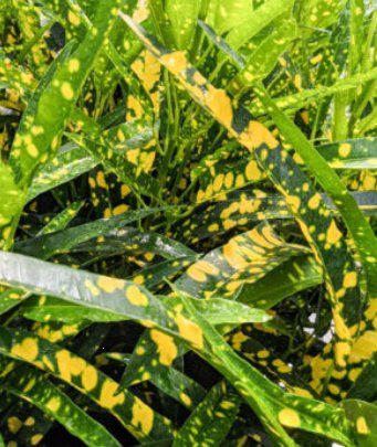 Croton Eleanor Roosevelt (Sloppy Painter) (Codiaeum variegatum) - Bird of ParadiseUSA - Medium 14-16"