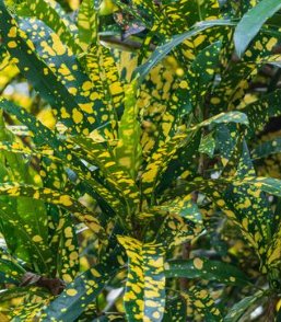 Croton Eleanor Roosevelt (Sloppy Painter) (Codiaeum variegatum) - Bird of ParadiseUSA - Medium 14-16"