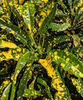 Croton Eleanor Roosevelt (Sloppy Painter) (Codiaeum variegatum) - Bird of ParadiseUSA - Medium 14-16"