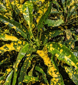 Croton Eleanor Roosevelt (Sloppy Painter) (Codiaeum variegatum) - Bird of ParadiseUSA - Medium 14-16"