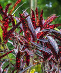 Croton Franklin Roosevelt (Sloppy Painter) (Codiaeum variegatum) - Bird of ParadiseUSA - Medium 14-16"