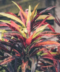 Croton Franklin Roosevelt (Sloppy Painter) (Codiaeum variegatum) - Bird of ParadiseUSA - Medium 14-16"