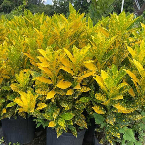 Croton Gold Dust (Codiaeum variegatum) - Bird of ParadiseUSA - Medium 14-16"