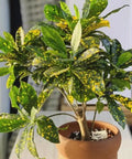 Croton Gold Dust (Codiaeum variegatum) - Bird of ParadiseUSA - Medium 14-16"