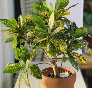 Croton Gold Dust (Codiaeum variegatum) - Bird of ParadiseUSA - Medium 14-16"