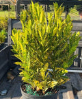 Croton Gold Dust (Codiaeum variegatum) - Bird of ParadiseUSA - Medium 14-16"