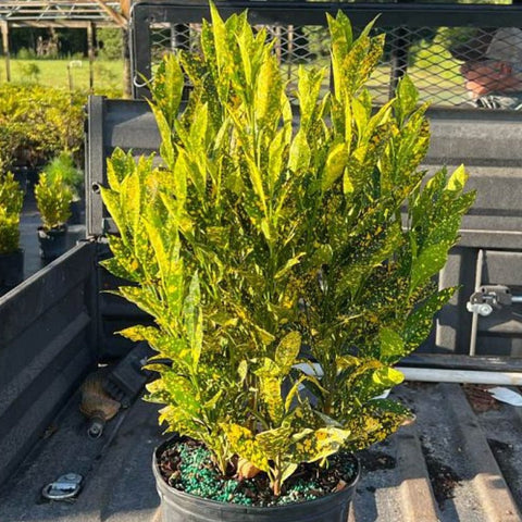 Croton Gold Dust (Codiaeum variegatum) - Bird of ParadiseUSA - Medium 14-16"