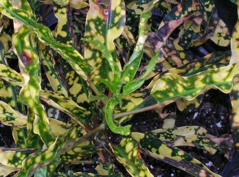 Croton King Of Siam (Codiaeum variegatum) - Bird of ParadiseUSA - Medium 14-16"