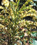 Croton King Of Siam (Codiaeum variegatum) - Bird of ParadiseUSA - Medium 14-16"