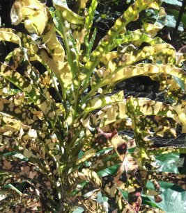 Croton King Of Siam (Codiaeum variegatum) - Bird of ParadiseUSA - Medium 14-16"