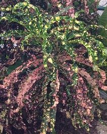 Croton King Of Siam (Codiaeum variegatum) - Bird of ParadiseUSA - Medium 14-16"