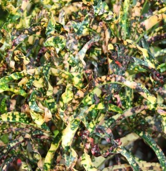 Croton King Of Siam (Codiaeum variegatum) - Bird of ParadiseUSA - Medium 14-16"