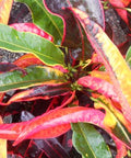 Croton Magnificent (Codiaeum variegatum) - Bird of ParadiseUSA - Large 20-24"