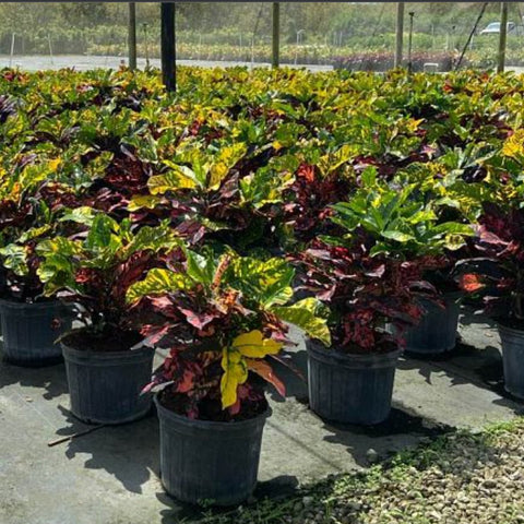 Croton Magnificent (Codiaeum variegatum) - Bird of ParadiseUSA - Large 20-24"