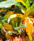 Croton Magnificent (Codiaeum variegatum) - Bird of ParadiseUSA - Large 20-24"