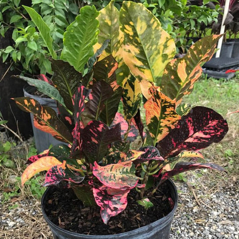 Croton Magnificent (Codiaeum variegatum) - Bird of ParadiseUSA - Medium 14-16"
