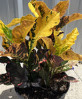 Croton Magnificent (Codiaeum variegatum) - Bird of ParadiseUSA - Medium 14-16"