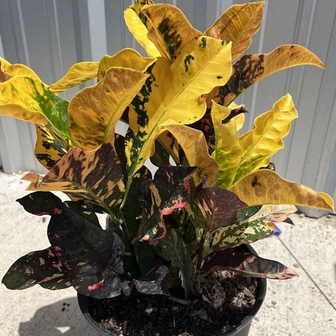 Croton Magnificent (Codiaeum variegatum) - Bird of ParadiseUSA - Medium 14-16"