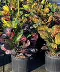 Croton Magnificent (Codiaeum variegatum) - Bird of ParadiseUSA - Medium 14-16"