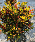Croton Mammy (Codiaeum variegatum) - Bird of Paradise USA - Medium 14 - 16"