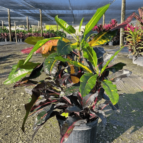 Croton Mango Standard (Codiaeum Variegatum) - Bird of Paradise USA - 3 Gallon