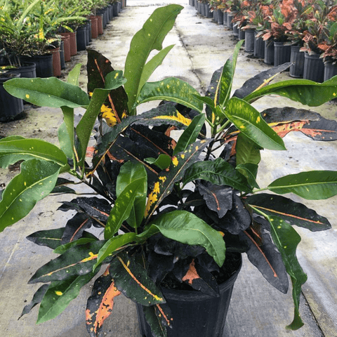 Croton Mango Standard (Codiaeum Variegatum) - Bird of Paradise USA - 3 Gallon