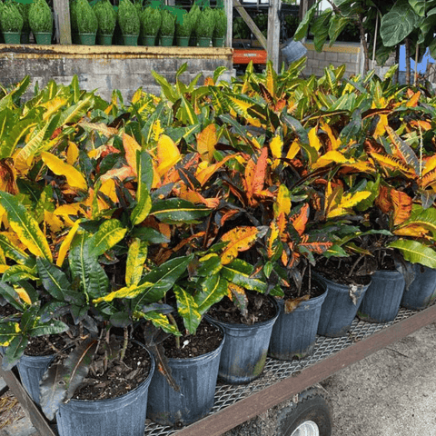 Croton Mango Standard (Codiaeum Variegatum) - Bird of Paradise USA - 3 Gallon