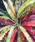 Croton Piecrust Standard (Codiaeum variegatum) - Bird of ParadiseUSA - Medium 14-16"
